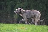 IRISH WOLFHOUND 306